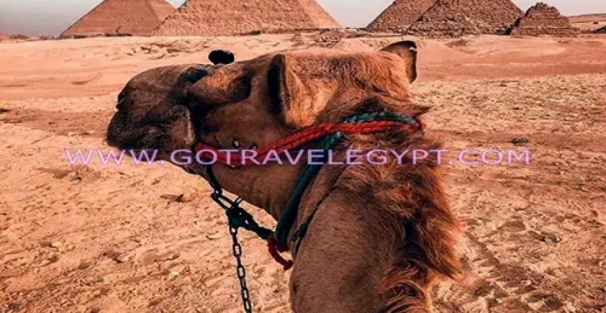 ‎14 days Egypt tours from Luxor ‎Nile ‎Cruise Cairo Hurghada